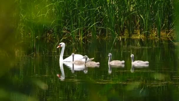 Cisne Com Cisnes Pequenos Som — Vídeo de Stock