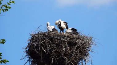 Gökyüzüne karşı yuvadaki genç leylek