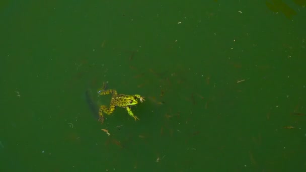 Лягушка Охотится Мелких Рыбок — стоковое видео
