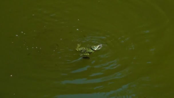 カエルは カエルの口から切り取って小さな魚を捕食します — ストック動画