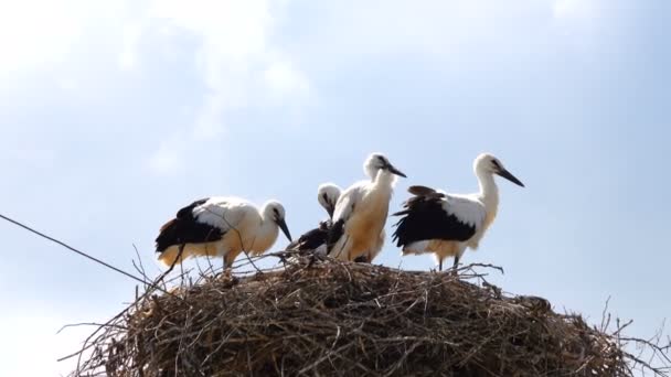 Cigüeñas Jóvenes Nido Contra Cielo — Vídeo de stock