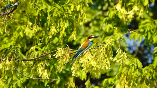 Kingfisher Sedí Stromě Kořistí — Stock video