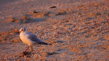 Deniz kenarındaki martı.