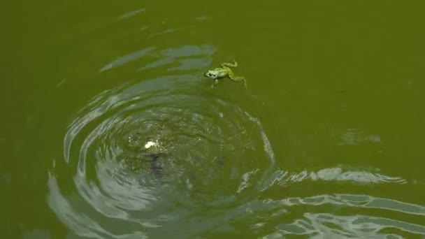 Лягушка Охотится Маленькую Рыбку Которая Вырезает Изо Рта Лягушки — стоковое видео