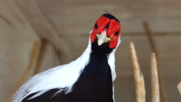 Het Zilveren Fazant Portret — Stockvideo