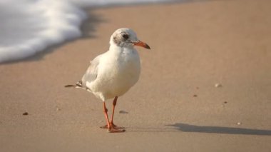 Martı denizin kenarında. Ses