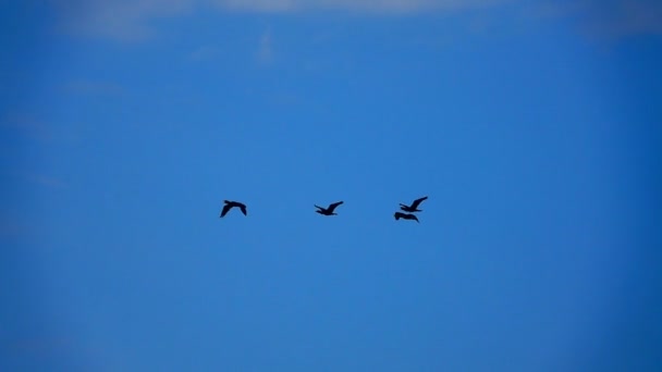 Zeitlupe Fliegende Kormorane Isoliert Auf Blauem Hintergrund — Stockvideo