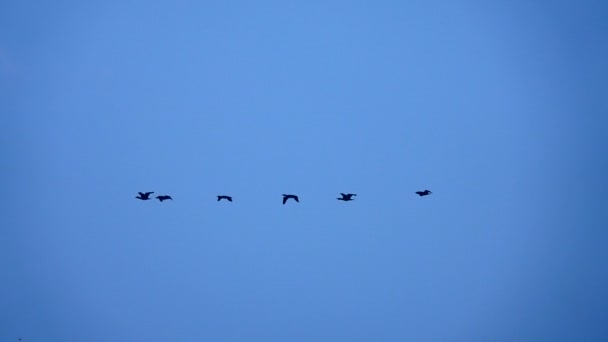 Cormoranes Voladores Cámara Lenta Aislados Sobre Fondo Azul — Vídeos de Stock