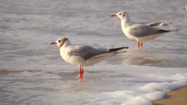 ağır çekim martı denizin kenarında. Ses