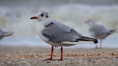 ağır çekim martı denizin kenarında. Ses