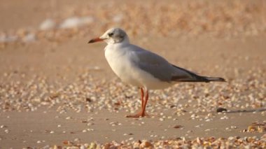 Martı denizin kenarında. Ses