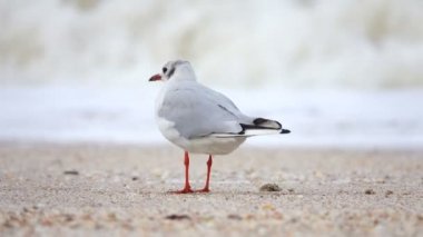 Martı denizin kenarında. Ses
