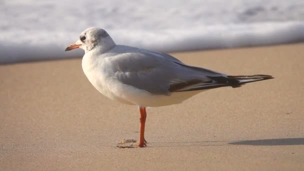 Gaviota Cámara Lenta Junto Mar Sonido — Vídeo de stock