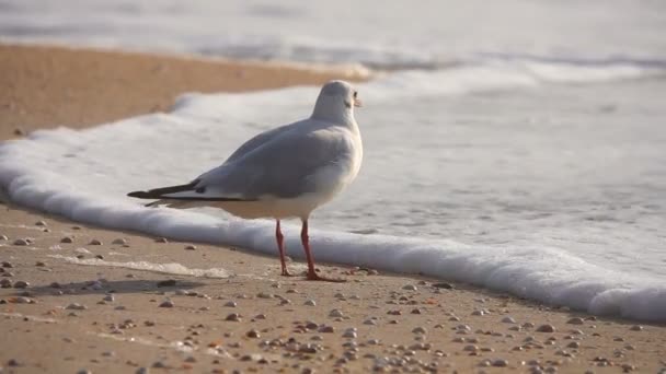 Slow Motion Seagull Sea Sound — Stock Video