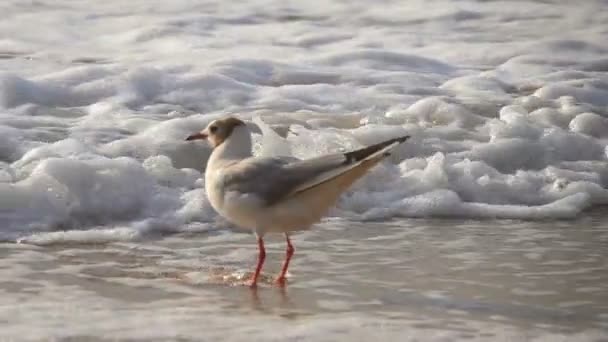 Ağır Çekim Martı Denizin Kenarında Ses — Stok video