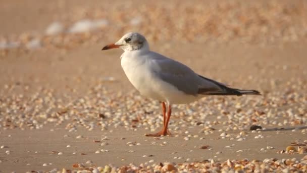 Gabbiano Riva Mare Suono — Video Stock