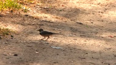 Beyaz Vagtail yol boyunca yürüyüş. Ses