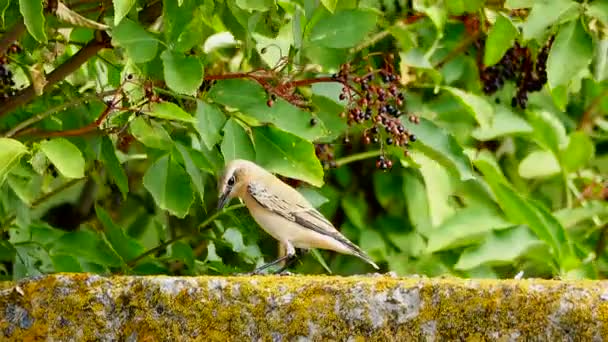 Pied Eatery Pecks Berries Sound — Stock Video