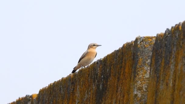 Pied Wheatear Pared Piedra Sonido — Vídeos de Stock