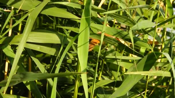 Zadel Weifelaar Beweegt Door Het Riet Geluid — Stockvideo