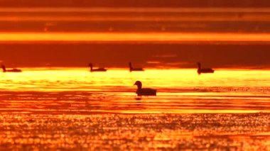 Avrasya Coot On Sunset göl üzerinde ördek yavrusu. Ses
