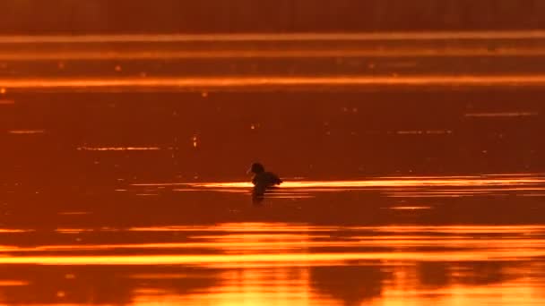 Lyska Černá Káčátko Jezero Sunset Zvuk — Stock video