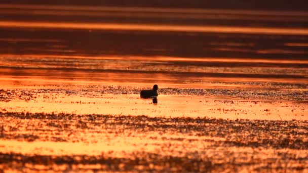 Eurasian Coot Patinho Lago Pôr Sol Som — Vídeo de Stock