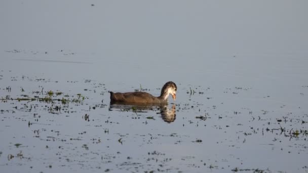 Coot Eurasian Anatroccolo Sul Lago Suono — Video Stock