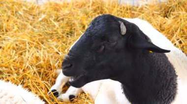 saman arka plan üzerinde siyah kafa ile beyaz koyun. Ses