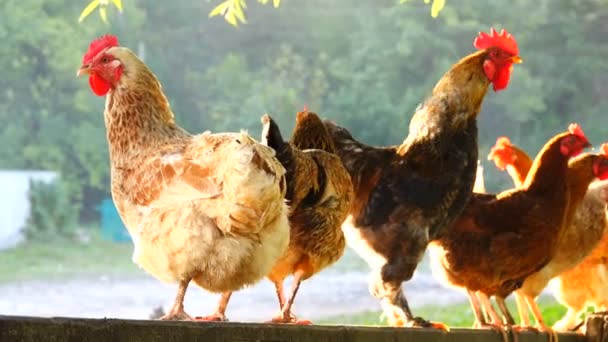 Roosters Hens Farm Sound — Stock Video