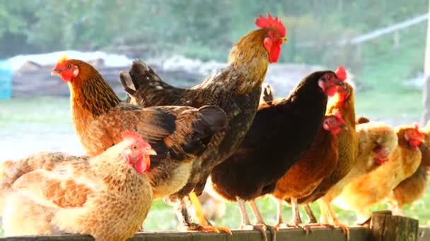 Gallos Gallinas Granja Sonido — Vídeos de Stock