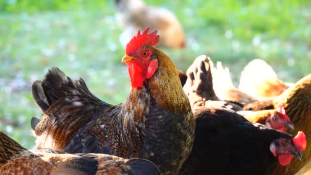 Coqs Poules Ferme Son — Video