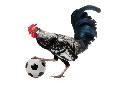 Beyaz arka plan üzerinde izole futbol topu ile horoz