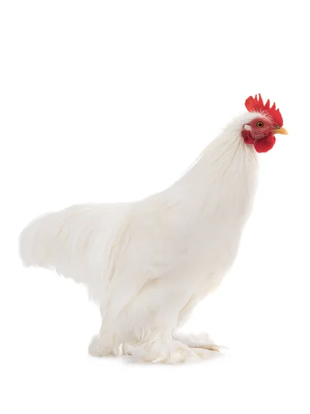 Weißer Hahn Isoliert Auf Weißem Hintergrund — Stockfoto