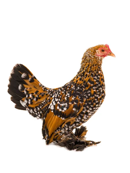 Gallina Hembra Milfleur Aislada Sobre Fondo Blanco — Foto de Stock