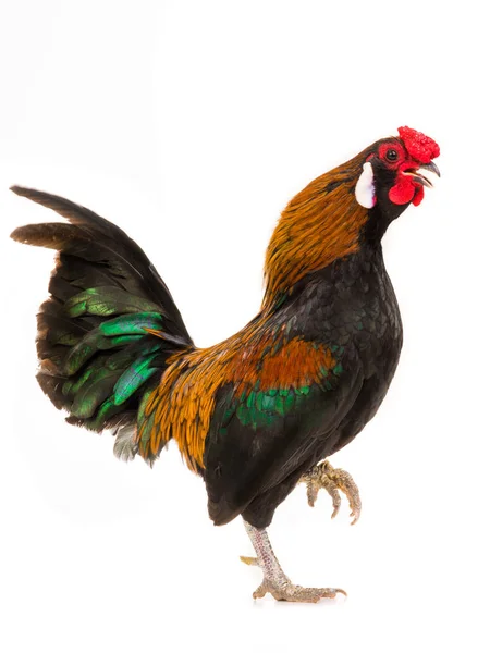 Gallo Bantamu Isolato Sfondo Bianco — Foto Stock