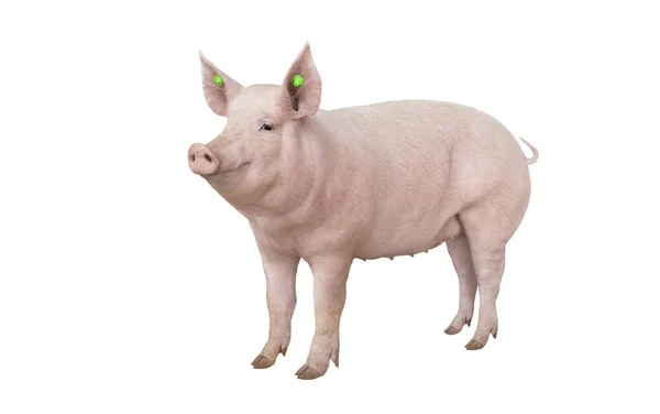 Big Pig Vaccinatie Geïsoleerd Witte Achtergrond — Stockfoto
