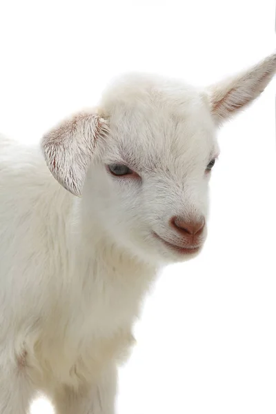 Little Goat Isolated White Background — Stock Photo, Image