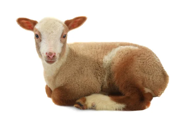Πρόβατα Καφέ Μωρό Λευκό Φόντο — Φωτογραφία Αρχείου