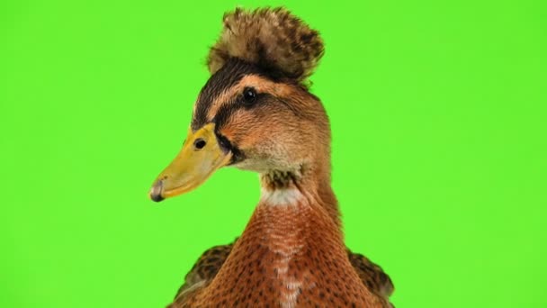 Duck Sitting Green Screen — Stock Video