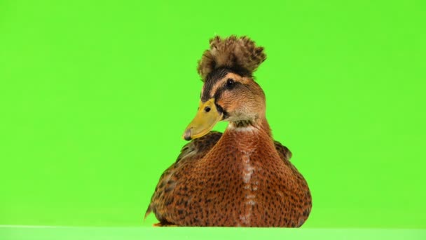 Duck Sitting Green Screen — Stock Video