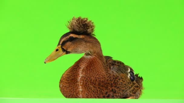 Duck Sitting Green Screen — Stock Video