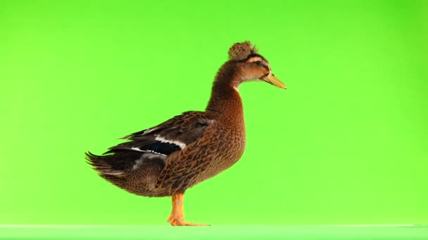 Hnědá Kačer Quack Zelené Obrazovce — Stock video