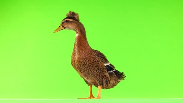 绿色屏幕上的棕色鸭叫 — 图库视频影像