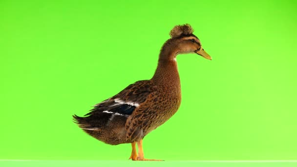 Quack Pato Marrom Uma Tela Verde — Vídeo de Stock