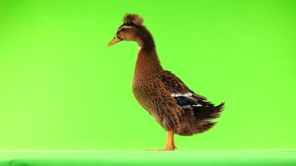 Quack Pato Marrom Uma Tela Verde — Vídeo de Stock