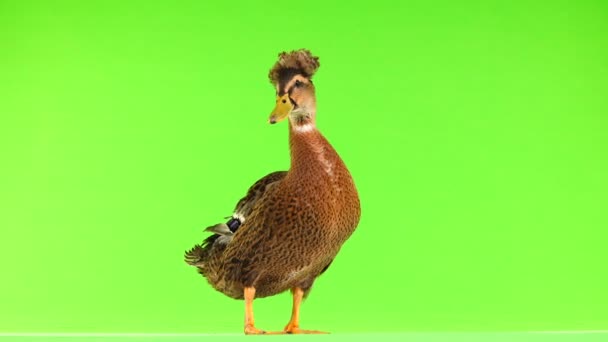 Bruin Duck Quack Een Groen Scherm — Stockvideo