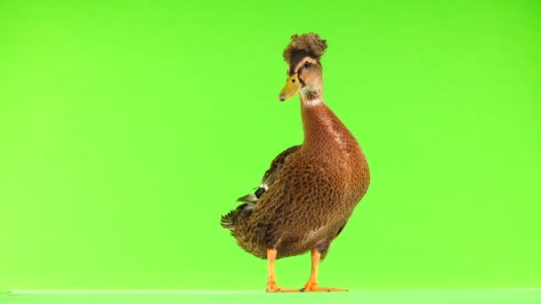 Bruin Duck Quack Een Groen Scherm — Stockvideo