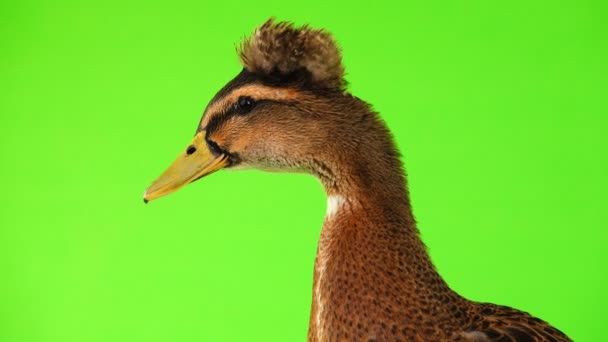 Portrait Brown Duck Quack Isolated Green Screen Studio Shot Sound — Stock Video