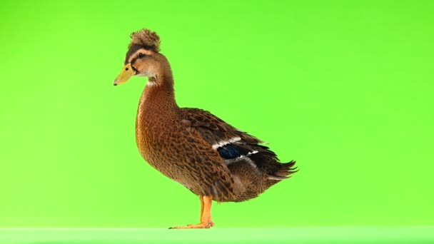 Yeşil Bir Ekran Üzerinde Kahverengi Ördek Şarlatan — Stok video